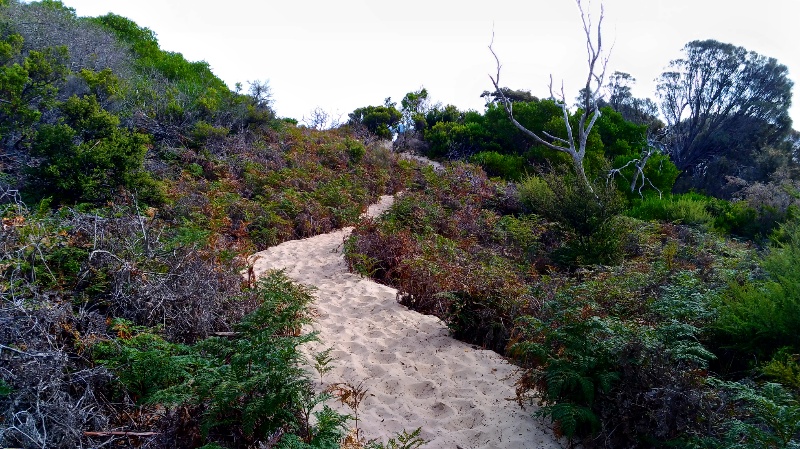 砂の坂道。とても歩きにくい。